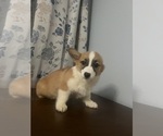 Small #30 Pembroke Welsh Corgi