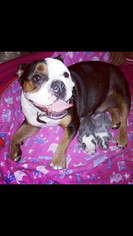 Mother of the English Bulldog puppies born on 09/21/2018