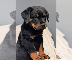 Rottweiler Puppy for sale in BENSON, NC, USA