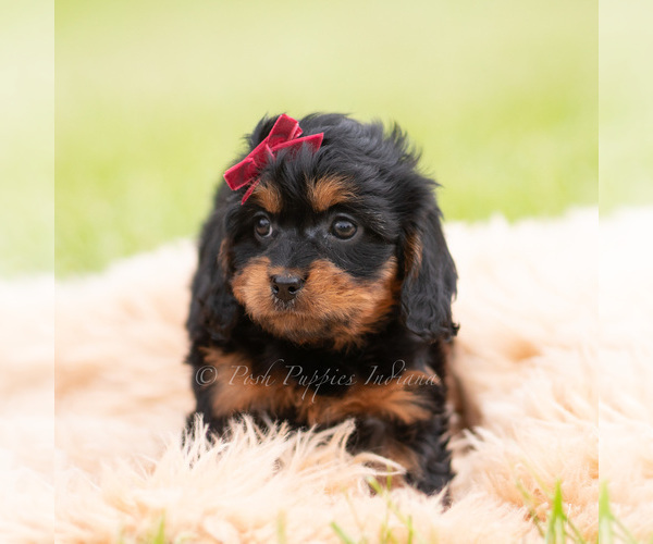Medium Photo #6 Cavapoo (Miniature) Puppy For Sale in WARSAW, IN, USA