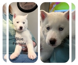 Siberian Husky Puppy for sale in BETHEL, OH, USA
