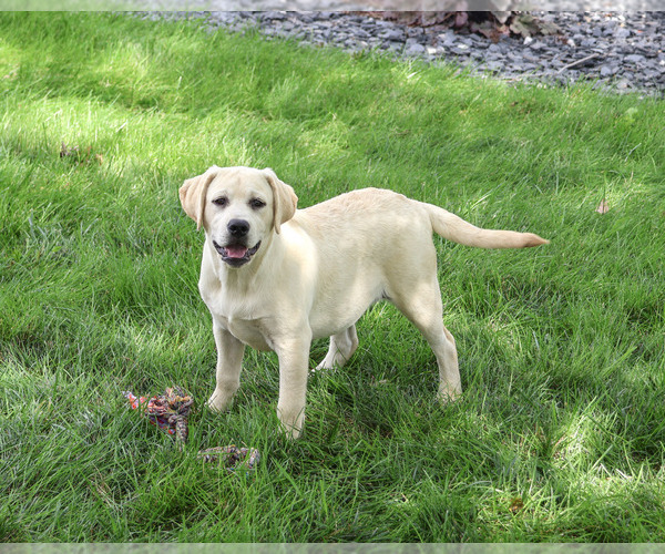 Medium Photo #1 Labrador Retriever Puppy For Sale in SYRACUSE, IN, USA