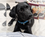 Small #1 Mutt
