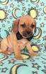 Small Photo #2 Puggle Puppy For Sale in LANCASTER, PA, USA