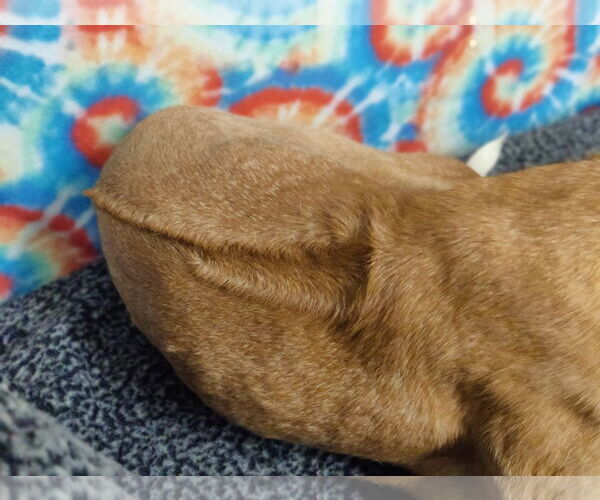 Medium Photo #3 Boxer-Rhodesian Ridgeback Mix Puppy For Sale in Talladega, AL, USA