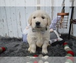 Small Photo #2 English Cream Golden Retriever Puppy For Sale in HONEY BROOK, PA, USA