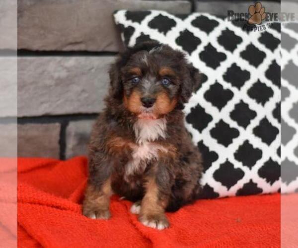 Medium Photo #14 Miniature Bernedoodle Puppy For Sale in MILLERSBURG, OH, USA