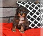 Small Photo #14 Miniature Bernedoodle Puppy For Sale in MILLERSBURG, OH, USA