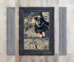 Puppy Baby Boy Black German Shepherd Dog