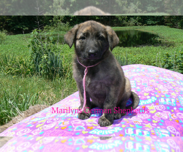 Medium Photo #6 German Shepherd Dog Puppy For Sale in PIEDMONT, MO, USA