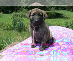 Small #5 German Shepherd Dog