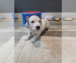 Small Basset Hound Mix