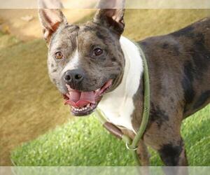 American Staffordshire Terrier-Unknown Mix Dogs for adoption in Tallahassee, FL, USA
