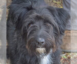 Australian Shepherd-Unknown Mix Dogs for adoption in Huntley, IL, USA
