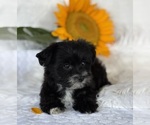 Small #10 Morkie