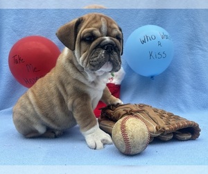Medium English Bulldog