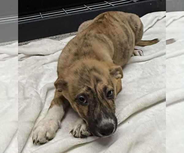 Medium Photo #3 Collie-German Shepherd Dog Mix Puppy For Sale in Mechanicsburg, PA, USA