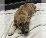 Small #2 Collie-German Shepherd Dog Mix