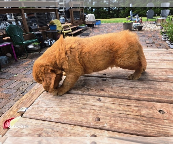 Medium Photo #6 Golden Retriever Puppy For Sale in LEON, KS, USA