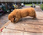 Small #5 Golden Retriever