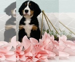 Small Photo #3 Bernese Mountain Dog Puppy For Sale in CINCINNATI, OH, USA