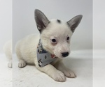 Small Photo #6 Imo-Inu Puppy For Sale in MONCLOVA, OH, USA