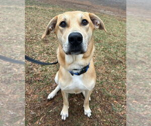 German Shepherd Dog-Unknown Mix Dogs for adoption in Mt. Airy, MD, USA