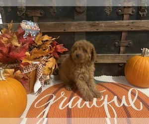 Cavapoo Puppy for sale in FULTON, KS, USA