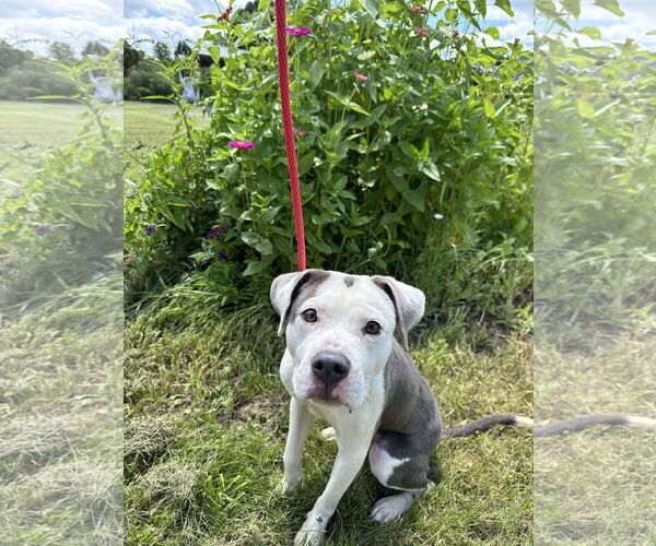 Medium Photo #3 American Pit Bull Terrier-Unknown Mix Puppy For Sale in Germantown, OH, USA
