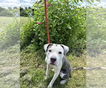 Small #2 American Pit Bull Terrier Mix