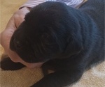 Small #12 Labrador Retriever