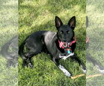 Small #10 Chihuahua Mix