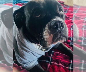 Bulldog Dogs for adoption in Doylestown, PA, USA
