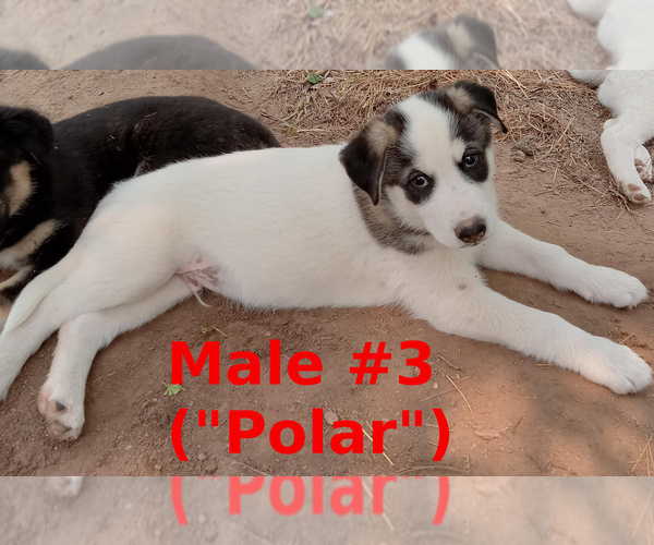 Medium Photo #4 German Shepherd Dog-Siberian Husky Mix Puppy For Sale in MORA, MN, USA