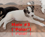 Small #3 German Shepherd Dog-Siberian Husky Mix