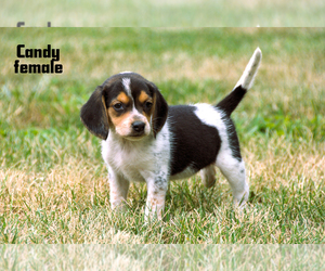 Beagle Puppy for sale in CLARE, MI, USA