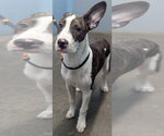 Small #1 Bull Terrier