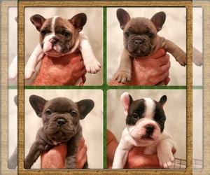 French Bulldog Puppy for sale in INVERNESS, FL, USA