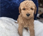 Small #2 Goldendoodle (Miniature)