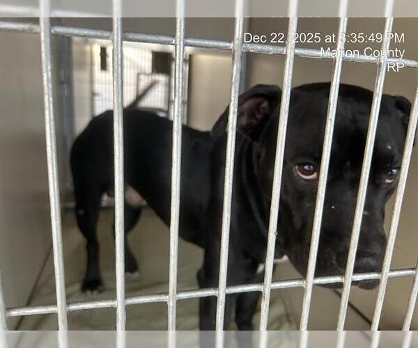 Medium Photo #1 American Pit Bull Terrier Puppy For Sale in Ocala, FL, USA