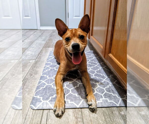 Medium Photo #21 Boston Terrier-Unknown Mix Puppy For Sale in Shermans Dale, PA, USA