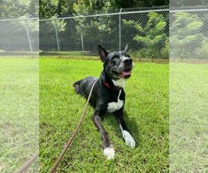 Cookie - Female Mutt Dog for Adoption - Photo #2