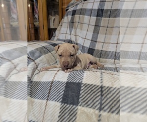 American Pit Bull Terrier Puppy for sale in HERSEY, MI, USA