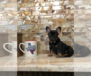 French Bulldog Puppy for sale in HOUSTON, TX, USA