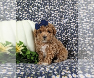 Maltipoo Puppy for sale in LINCOLN UNIVERSITY, PA, USA