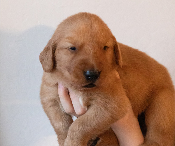 Medium Photo #12 Golden Retriever Puppy For Sale in CHINO VALLEY, AZ, USA