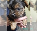Small #2 Yorkshire Terrier