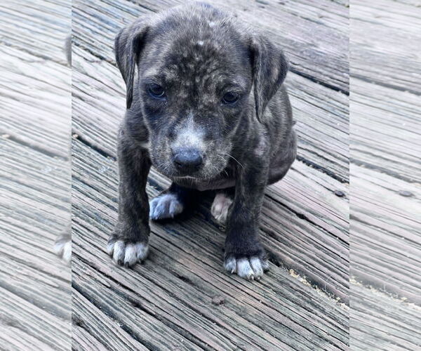 Medium Photo #3 Mountain Cur-Unknown Mix Puppy For Sale in Crossville, AL, USA