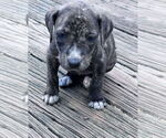 Small #2 Mountain Cur Mix