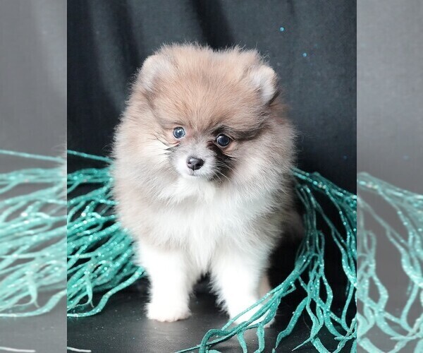 Medium Photo #2 Pomeranian Puppy For Sale in ROCK VALLEY, IA, USA